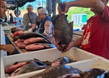Saiba onde ainda se encontra peixe barato nesta Sexta-feira Santa em Manaus