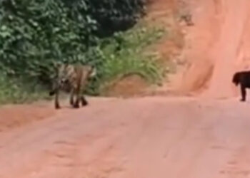 Onças são flagradas dando ‘rolê’ em vila no Amazonas