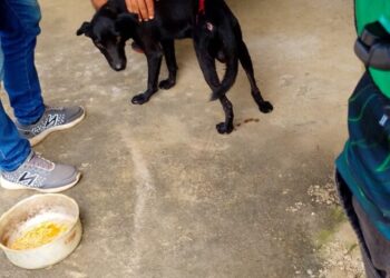 FORAGIDO   Polícia à procura de homem que cravou faca em cão no município de Novo Airão