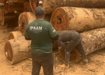 Termina nesta quinta (15) o Defeso Florestal no Amazonas; manejo sustentável será retomado