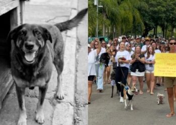 Caso Orelha: adolescentes investigados por morte de cão comunitário estão em viagem à Disney