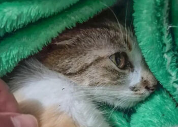 Brutalidade contra cães gera onda de ações na Justiça e projetos de lei 7